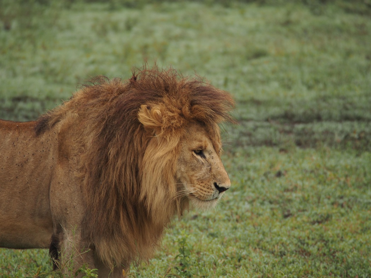 5 day wildlife safari with balloon ride in serengeti